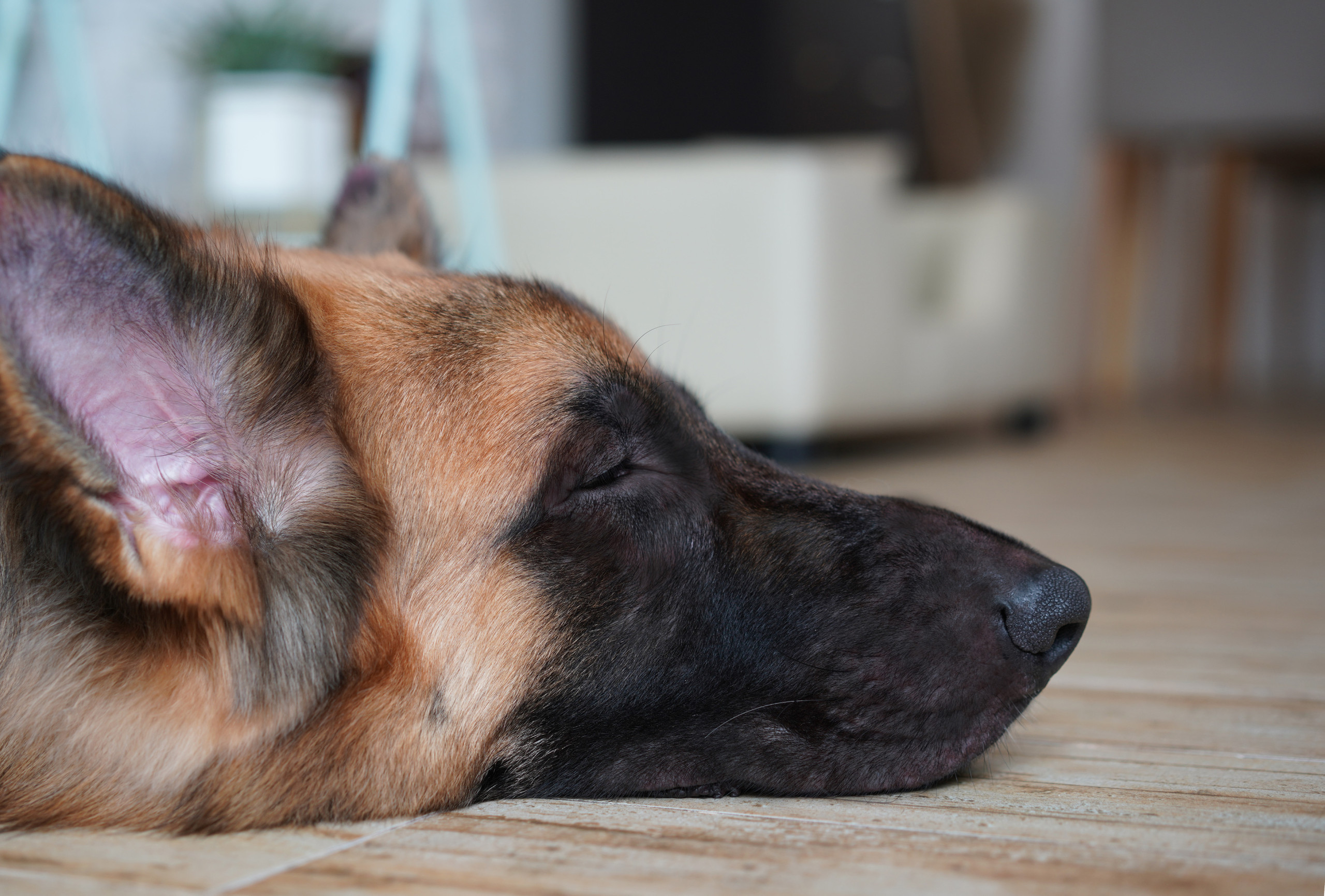 Kopf Schäferhund schlafend