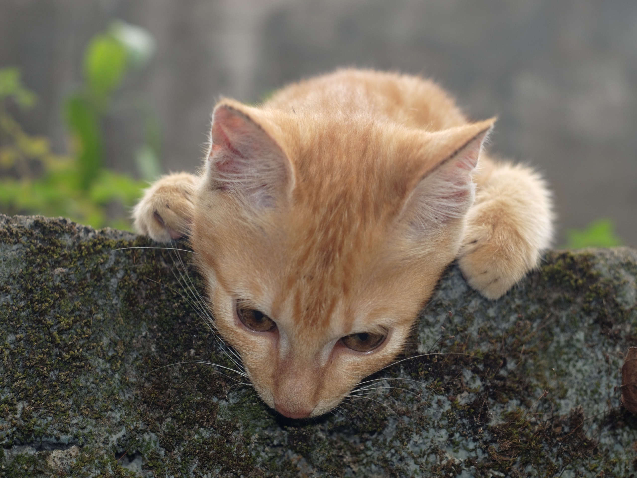 Katze aufmerksam
